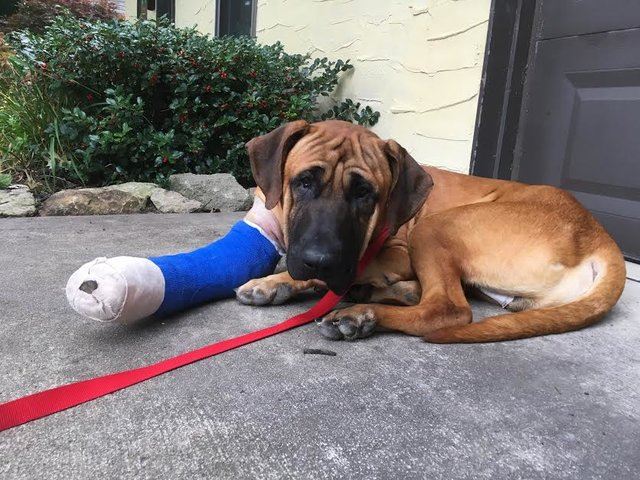 민수는 미국으로 옮겨진 뒤 굽은 앞다리를 치료하기 위해 수술을 받았다. 회복에는 약 3개월의 재활 기간이 필요하다. Mastiffs to Mutts Rescue 페이스북