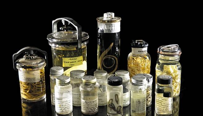 스미스소니언 자연사박물관의 국립기생충컬렉션에 있는 기생충 표본들./스미스소니언 자연사박물관