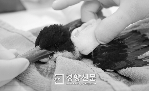 센터 의료진이 청호반새의 수술 부위를 치료하고 있다. /강윤중 기자