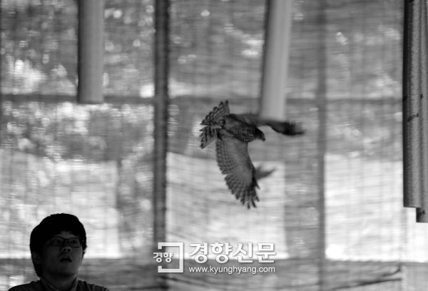 붉은배새매가 ‘조류 비행장’에서 첫 비행 훈련을 실시하고 있다. /강윤중 기자