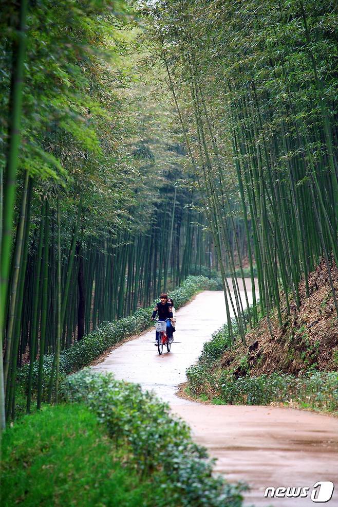 자전거를 타고 섬진강변 대나무숲을 지나는 연인. 한국관광공사 제공.© News1