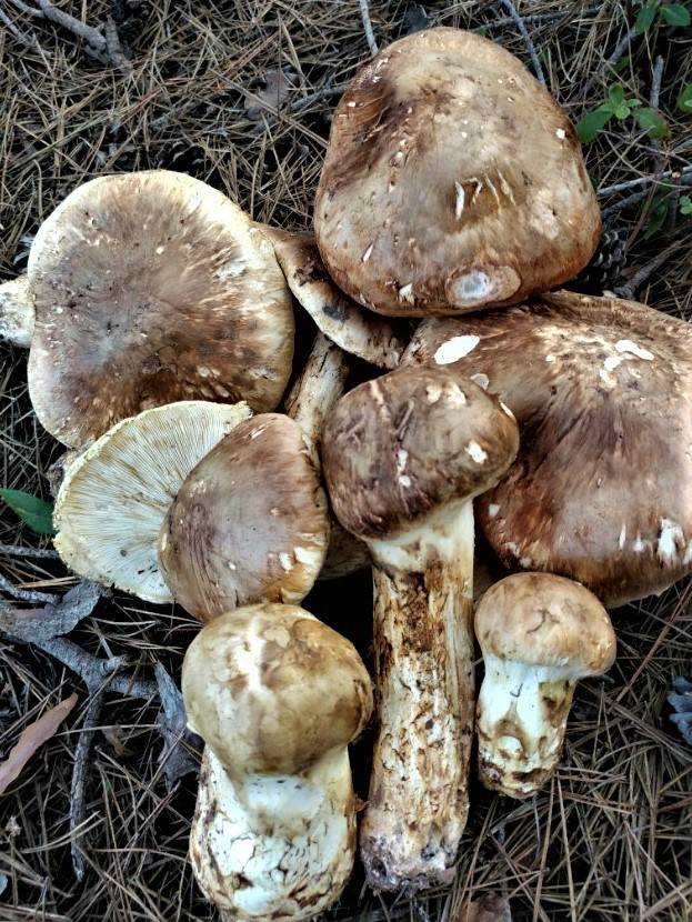 소나무숲에서 갓 채취한 송이들. 송이는 30~40년 된 소나무숲에서 가장 많이 발견된다.