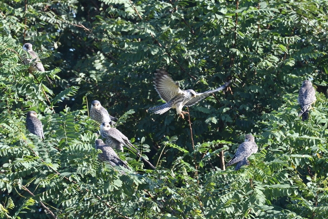 비둘기조롱이는 나무에 앉아 깃털을 완벽하게 말리는 것을 즐긴다.