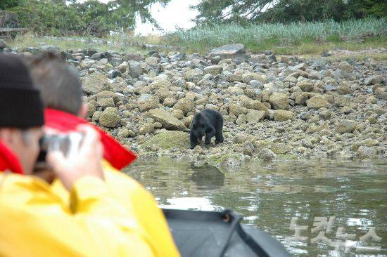 해안선을 타라 보트를 타고 나가 흑곰 관찰 투어를 할 수 있다. (사진=캐나다관광청 제공)