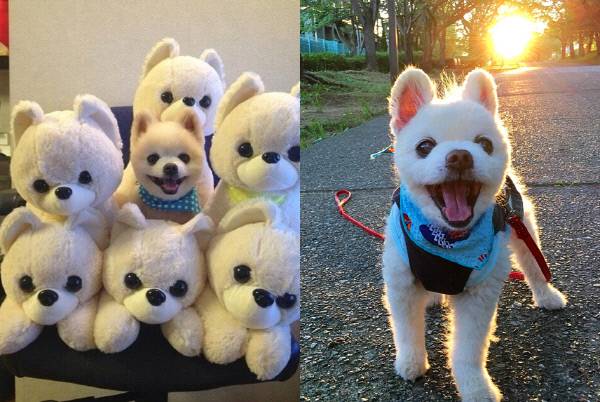 한국에도 널리 알려진 슌스케 사진(왼쪽)과 최근 모습. /슌스케 반려인 트위터