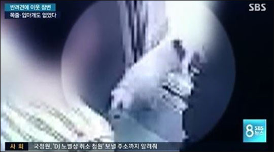 지난 21일 SBS '뉴스8'은 지난달 30일 최시원의 프렌치 불독이 한일관 대표의 정강이를 물던 순간의 아파트 엘리베이터 내부 CCTV를 공개했다. SBS '뉴스8' 동영상 화면 캡처.