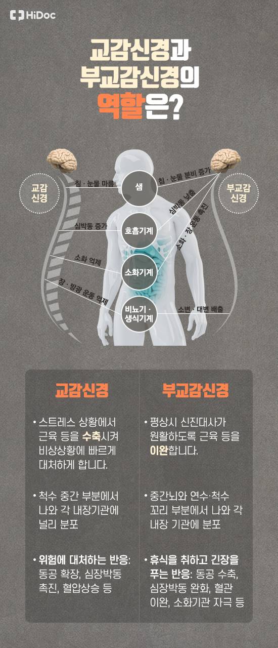 교감신경과 부교감신경의 역할