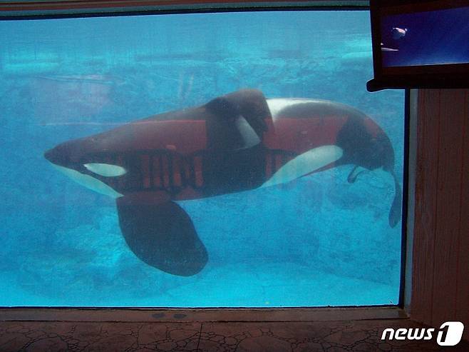 관찰수조에 갇힌 틸리쿰 모습.(사진 Sawblade5 제공) © News1