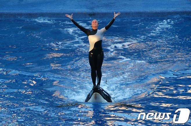 틸리쿰의 공격으로 목숨을 잃은 조련사 돈 브랜쇼.(사진 Ed Schipil 제공)© News1