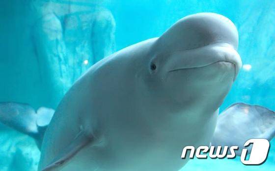 롯데월드 아쿠아리움에 있는 벨루가. (롯데월드 아쿠아리움 홈페이지 캡처) © News1