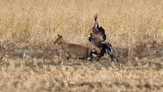 검독수리의 날카로운 발톱 공격을 받아 주저앉는 고라니.