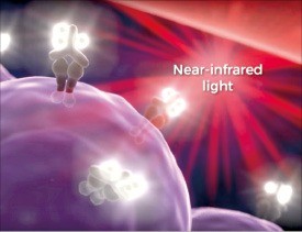빛에 반응하는 항체 NIH·카이트파마 제공