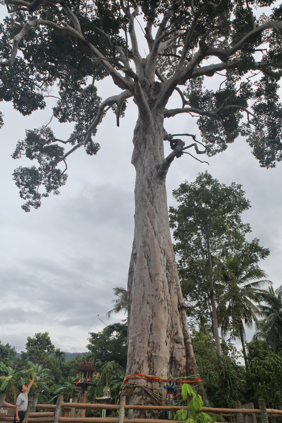 수령 500년으로 추정되는 이행나무. 높이가 무려 50m에 달한다.