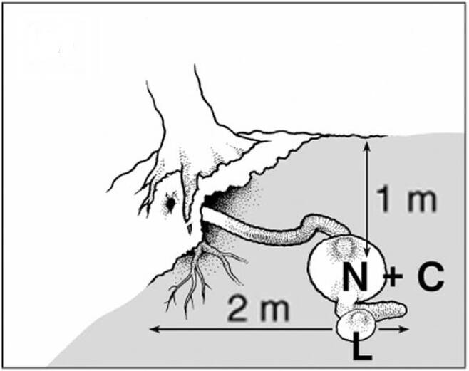 다람쥐 굴의 구조. N은 둥지, L은 화장실, C는 먹이 창고이다. 출처: 조영석 박사(2014)