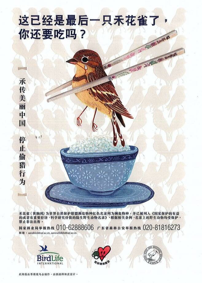 검은머리촉새의 보전을 촉구하는 국제조류보호협회의 포스터.  국제조류보호협회 제공