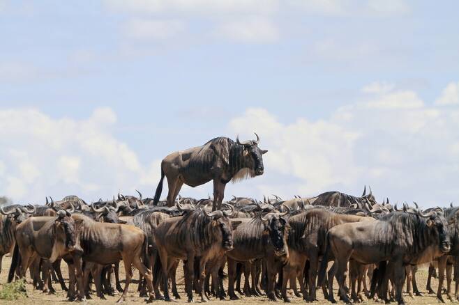 장 자크 알칼레이가 찍은 ‘동물과의 만남’. 케냐 마사이 마라에서 누 한 마리가 흙무더기 위에 서서 앞을 내다보고 있다.