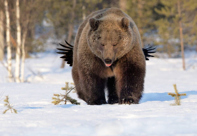 링본 아카가 핀란드 쿠모에서 촬영한 곰과 까마귀. 제목은 ‘놀리다’. 까마귀가 날개를 펴고 곰 뒤에 있다.