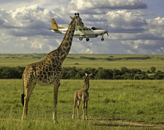 그레인 가이의 작품 ‘안전벨트 점검을 아웃소싱했나?’. 케냐의 마사이 마라에서 한 비행기가 기린들보다 아래에 날아가고 있는 것처럼 보인다.
