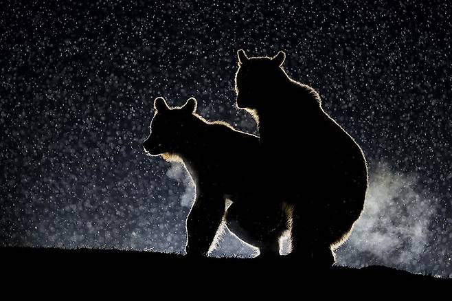 벤스 메이트가 루마니아 하기타에서 찍은 작품 ‘딱 걸렸네’. 유라시아불곰 두 마리가 짧은 밀회를 즐기고 있다.