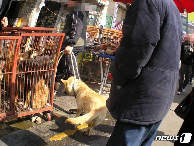 모란시장내 도살장에 끌려가는 개(사진 동물보호시민단체 카라 페이스북 캡처)© News1
