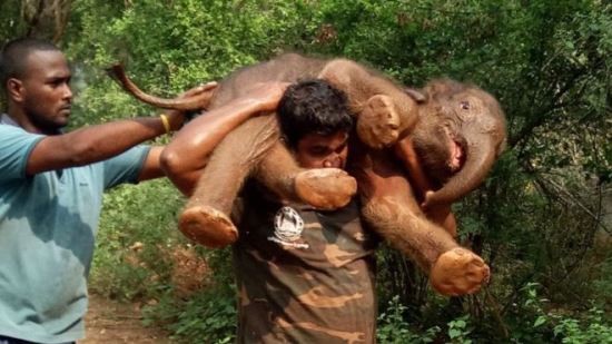 아기 코끼리를 들쳐 업은 사라트쿠마르. BBC