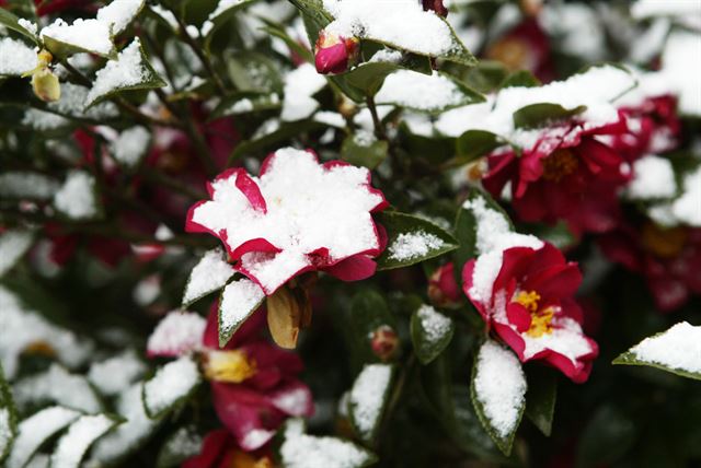 붉은 동백꽃송이에 하얗게 눈이 덮여 있다. 동백은 제주의 대표적인 겨울 꽃이다.