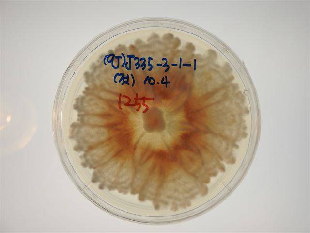 잎이나 줄기 속에 사는 내생균은 그 종류도 다양하고 같은 종이라도 숙주생물이 어떤 형태인지에 따라 그 모습과 상호작용이 달라진다. 샬레에 내생균을 배양한 모습. 국립생태원 제공