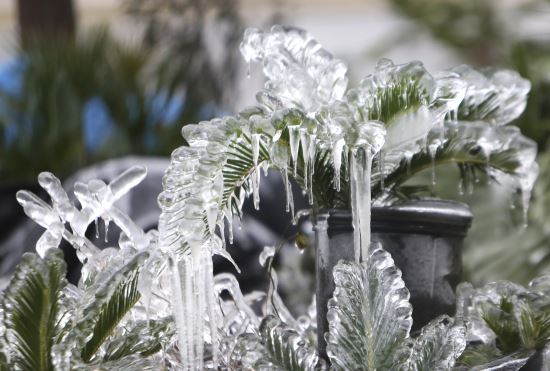 미국 동남부에 불어닥친 한파로 3일(현지시간) 플로리다 주 파나마시티의 칼로팜스에서 기르던 식물이 얼어붙었다. AP뉴시스