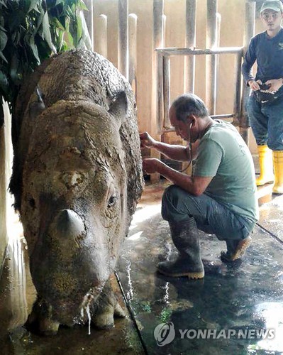암 투병중인 말레이시아내 마지막 수마트라 코뿔소 암컷[AFP=연합뉴스 자료사진]