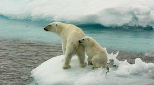 북극곰 어미와 새끼. [중앙포토]