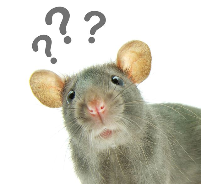 14세기 흑사병을 전파한 건 쥐가 아니라 사람에게 붙어 있던 벼룩이라는 연구 결과가 나왔다. 게티이미지뱅크
