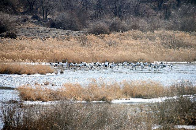 두루미와 재두루미가 낮시간 동안 휴식을 취하고 있다. 이곳에서 두루미는 어류, 폐류 등 동물성 먹이를 얻거나 휴식을 취한다. 국립생태원 제공