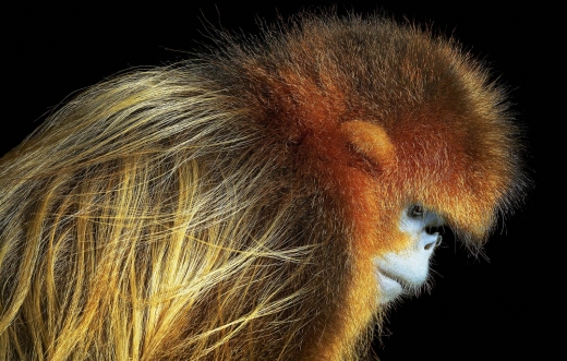 황금 원숭이 분류: 멸종위기종(EN·Endangered) 분포: 중국 중부