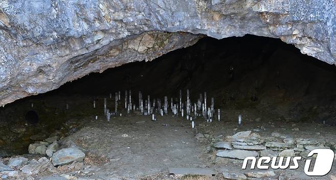 제천시  덕산면  보덕굴 내부에  거꾸로  된  고드름이  피어있다.(사진제공= 제천시)© News1