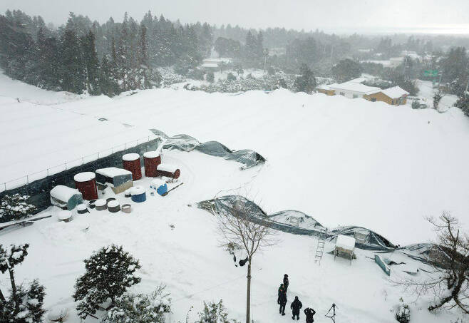 6일 제주 서귀포시 남원읍 수망리에 있는 만감류 비닐하우스에 눈이 쌓여있다. [연합뉴스]