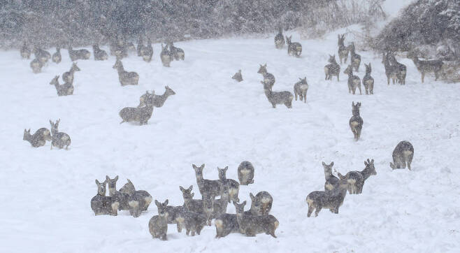 6일 오후 제주 서귀포시 표선면 가시리의 한 목장에 노루들이 눈밭에 모여 있다. [연합뉴스]