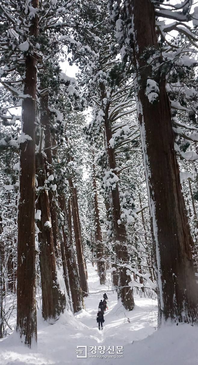 등산객들이 일본 야마가타현 하구로산의 삼나무 숲길을 오르고 있다. 유희곤 기자