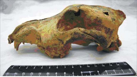2011년 시베리아에서 발견된 개 두개골. 농경 시작 전부터 인류는 개를 기르고 있었음을 보여 준다.
