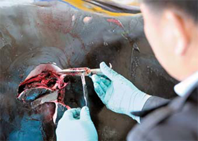 2015년 울산해경이 통발에 걸린 밍크고래에 작살 흔적이 있는지 검사하고 있다. [울산해양경찰서]