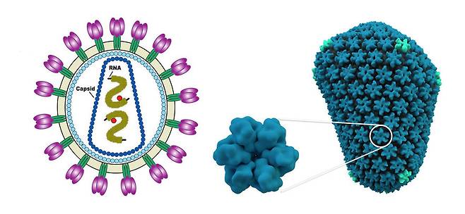 신경세포들 사이에서 작용하는 아크 단백질은 후천성면역결핍 바이러스(HIV)의 단백질 껍질(캡시드)과 비슷한 구조를 갖추고 있다. 그림은 에이치아이브이의 전체 구조와 캡시드 부분의 3차원 모습. 위키미디어 코먼스 제공