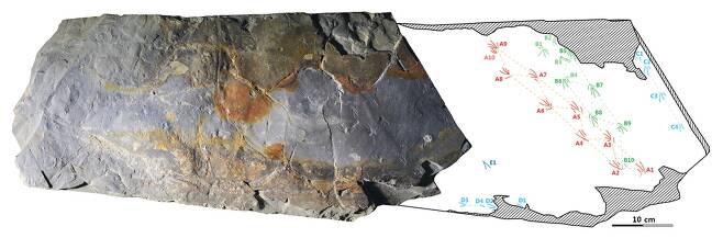 도마뱀 발자국화석 이암 블록과 발자국 도면. 한국지질자원연구원 제공