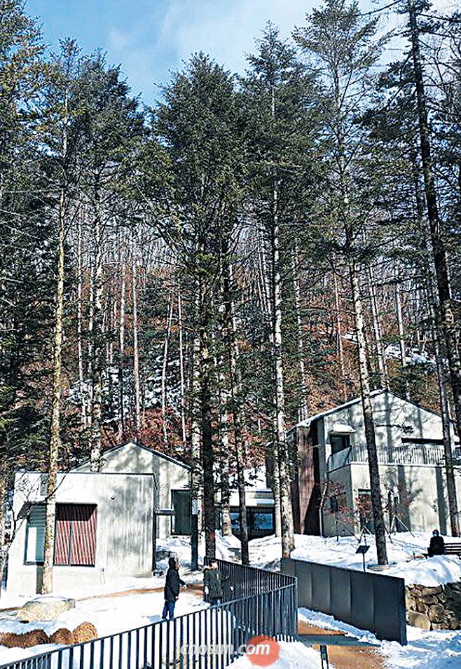 건축가 승효상이 설계한 평창 자연체험학습장 ‘밀브릿지’ 생활관의 모든 객실엔 전나무숲을 바라보는 창이 있다./박근희 기자