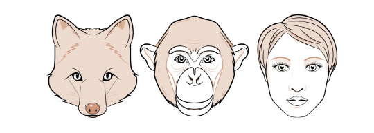 여우는 긴 주둥이처럼 포유류의 특징이 잘 드러나는 얼굴을 가지고 있는 반면 인간은 여타 포유류와 구별되는 얼굴을 하고 있다. 침팬지는 포유류와 인간의 얼굴이 혼합된 특징이 나타난다.
