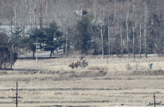 지난 21일 오후 판문점 인근 북한 기정동 마을에서 현지 주민이 소 달구지에 짐을 싣고 어디론가 이동하고 있다(사진=연합뉴스).