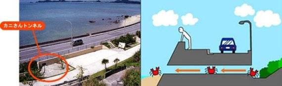 일본 오키니와 구니가미군에 설치된 '게 터널'의 모습