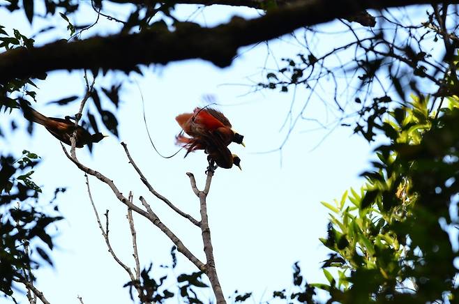 붉은극락조의 수컷은 화려한 깃털을 뽐내며 암컷에 선택받기 위해 춤을 춘다.  앤디 사요고(국제동식물협회) 제공