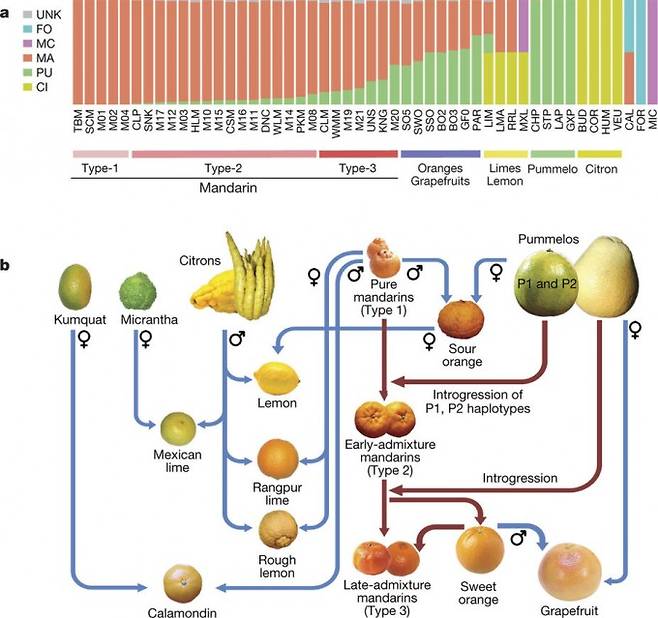 감귤류 58가지의 게놈을 토대로 구성한 가계도다. 만다린이 중심에 있지만 포멜로가 약방의 감초 역할을 했음을 알 수 있다. 위는 감귤류 각각의 게놈에서 원종 기여도를 보여주는 그래프로 주황색이 만다린, 녹색이 포멜로, 노란색이 시트론이다. 유형3(Type-3)의 UNS가 귤(온주밀감)이다. -네이처 제공