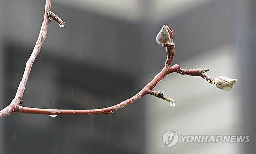 봄비 머금은 목련나무 꽃망울 (서울=연합뉴스) 김인철 기자 = 봄비가 내리는 8일 오전 서울 중구 서울로7017에서 목련 나무에 꽃망울들이 부풀어 오르고 있다. 2018.3.8 yatoya@yna.co.kr