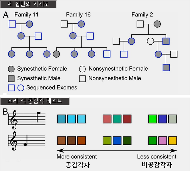 최근 ‘미국립과학원회보’에는 소리-색 공감각 관련 유전자 변이를 찾았다는 연구결과가 실렸다. 위는 공감각을 보이는 세 집안의 가계도로 회색이 공감각 소유자, 흰색이 비소유자이고 동그라미가 여성, 네모가 남성이다. 파란색 테두리선이 게놈을 해독한 사람이다. 아래는 소리-색 공감각을 확인하는 테스트로, 공감각자는 세 차례에 걸친 검사에서 특정 높이의 음에 거의 같은 색을 대응시킨 반면(왼쪽) 비공감각자는 일관성이 없다(오른쪽) - ‘미국립과학원회보’ 제공