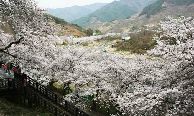 쌍계사 10리 벚꽃길에서는 지리산의 맑은 물줄기와 푸르른 대나무 숲이 어우러진 벚꽃을 만날 수 있다. (사진=자유투어 제공)